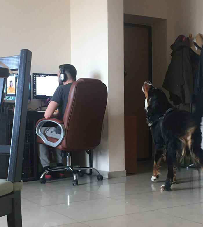 Working from home meme and a dog